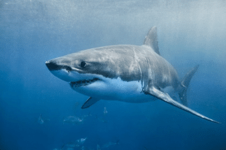 Mappa squali italia: come leggere i dati di tshark