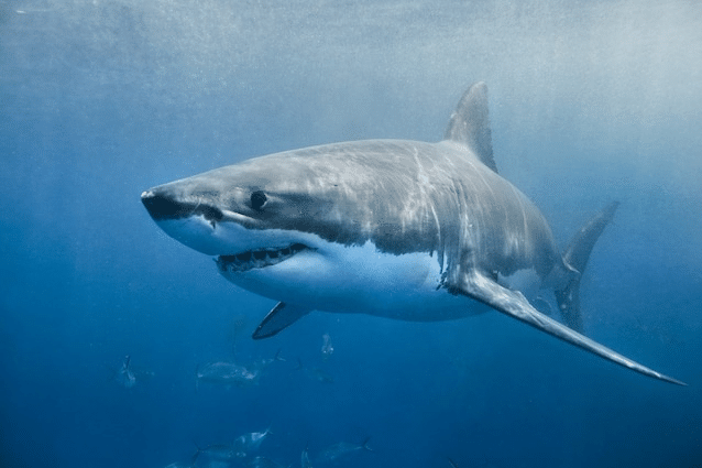 Mappa squali italia: come leggere i dati di tshark