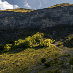 Migrazione assistita alberi: salvare foreste in crisi