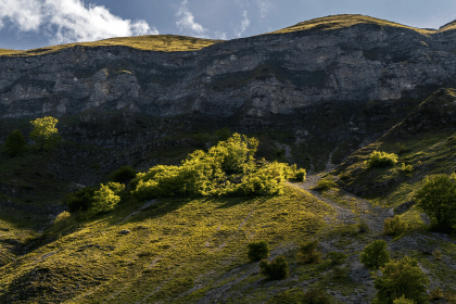 Migrazione assistita alberi: salvare foreste in crisi