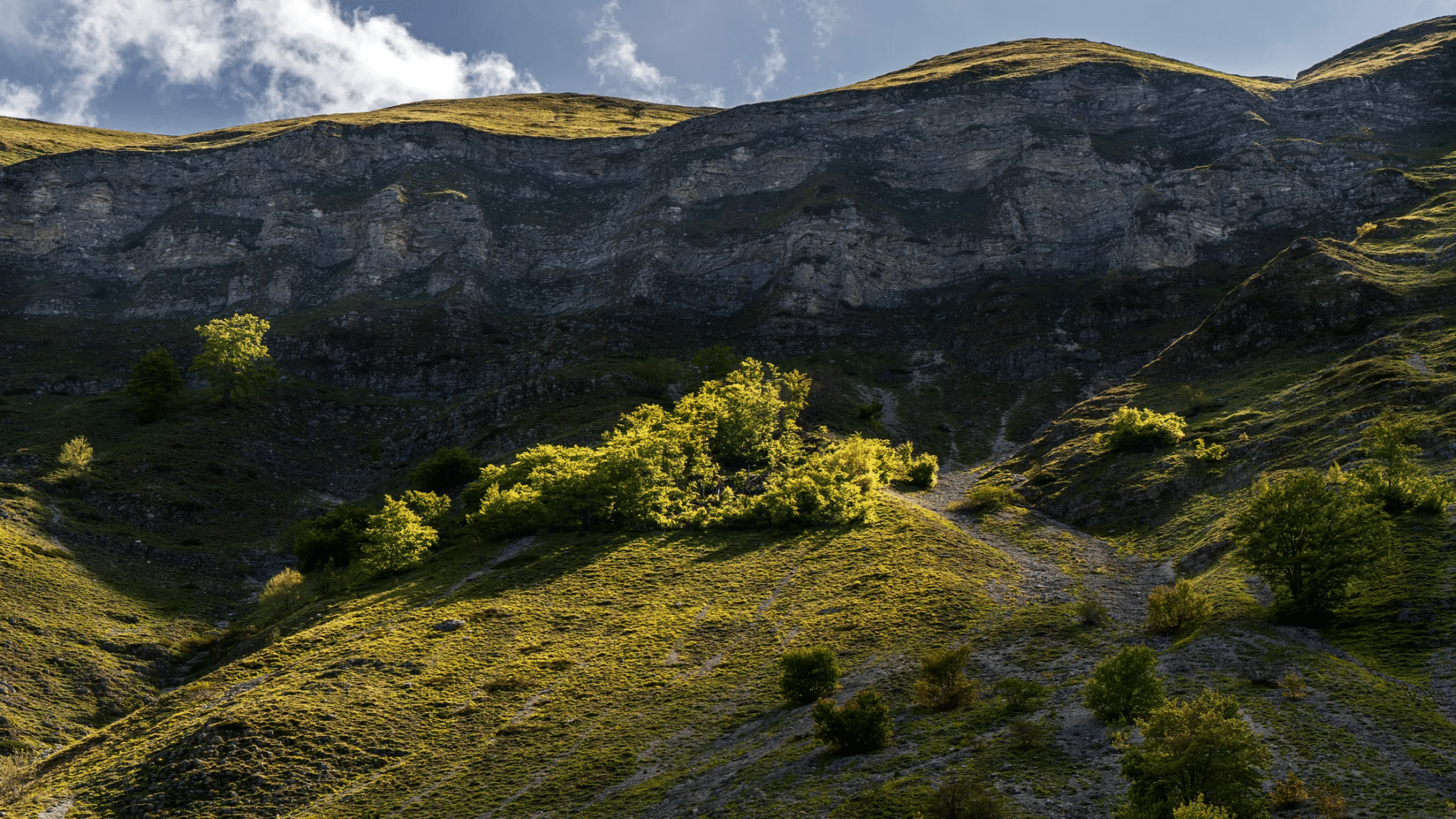 Migrazione assistita alberi: salvare foreste in crisi