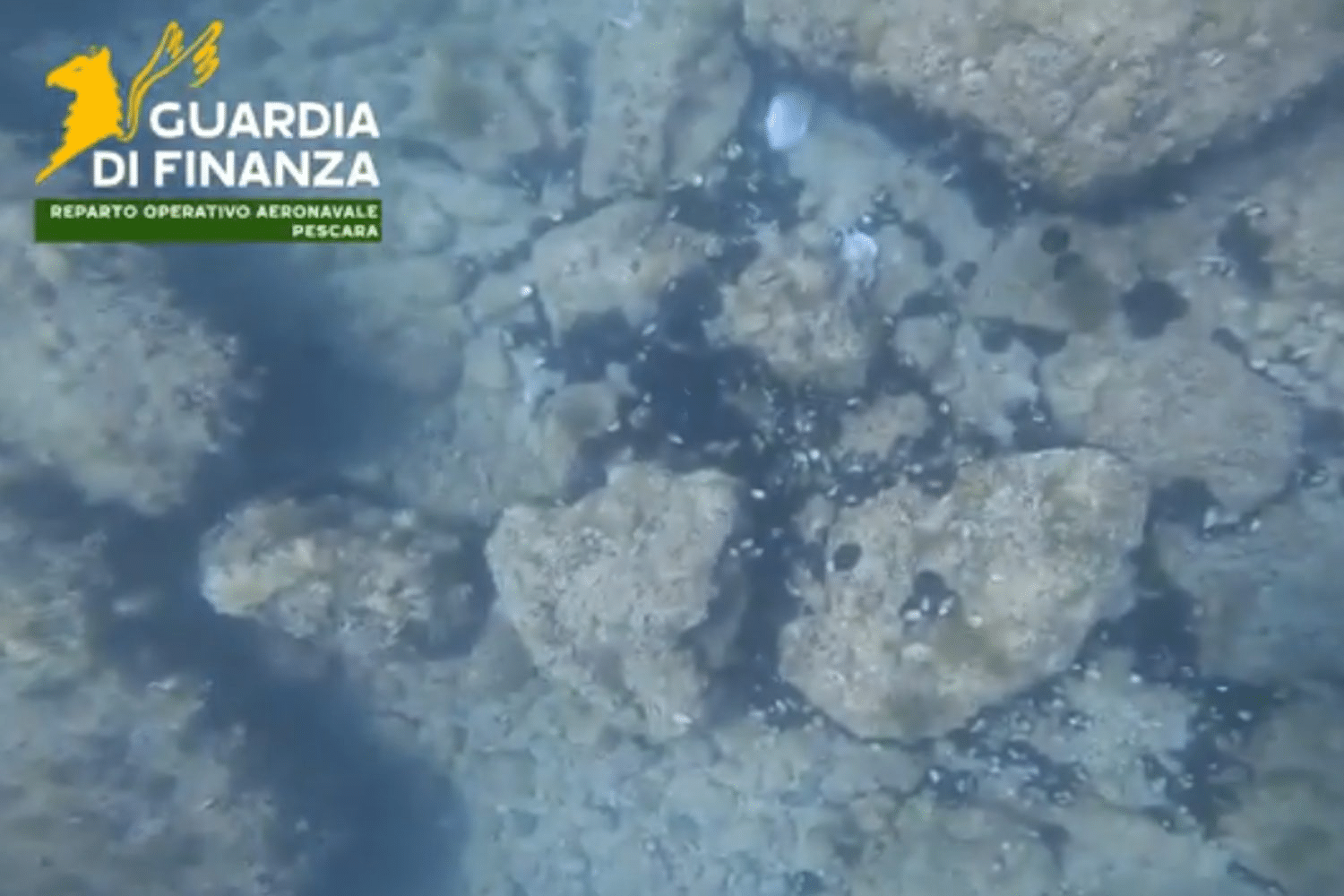 Ricci di mare salvati, il caso che preoccupa