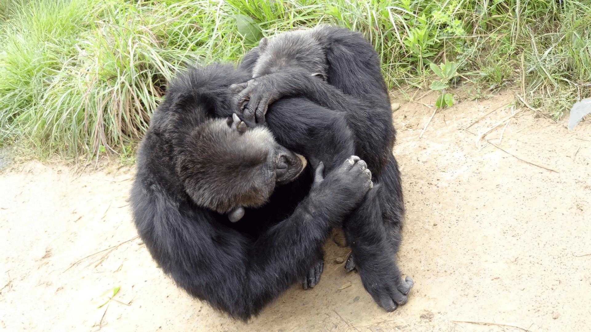 Scimpanzé e bonobo hanno cerchie di amici come gli esseri umani %scimpanzé e bonobo hanno cerchie di amici come gli esseri umanicount(title)% Scimpanzé e bonobo hanno cerchie di amici come gli esseri umani