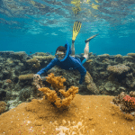 Super reef: i coralli che resistono al caldo estremo %super reef: i coralli che resistono al caldo estremocount(title)% Super reef: i coralli che resistono al caldo estremo