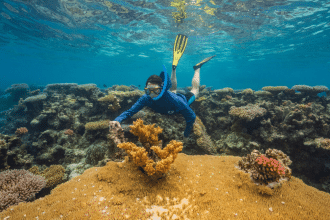 Super reef: i coralli che resistono al caldo estremo