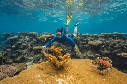 Super reef: i coralli che resistono al caldo estremo