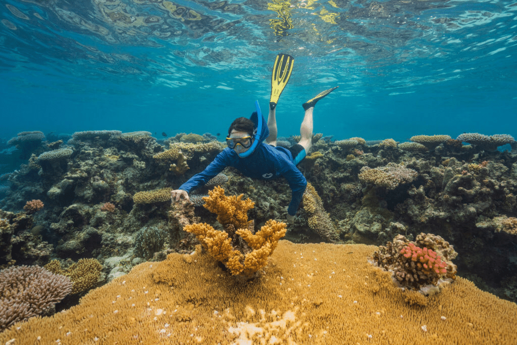 Super reef: i coralli che resistono al caldo estremo %super reef: i coralli che resistono al caldo estremocount(title)% Super reef: i coralli che resistono al caldo estremo