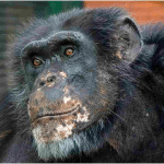 Susy scimpanzé, addio alla pacificatrice del bioparco