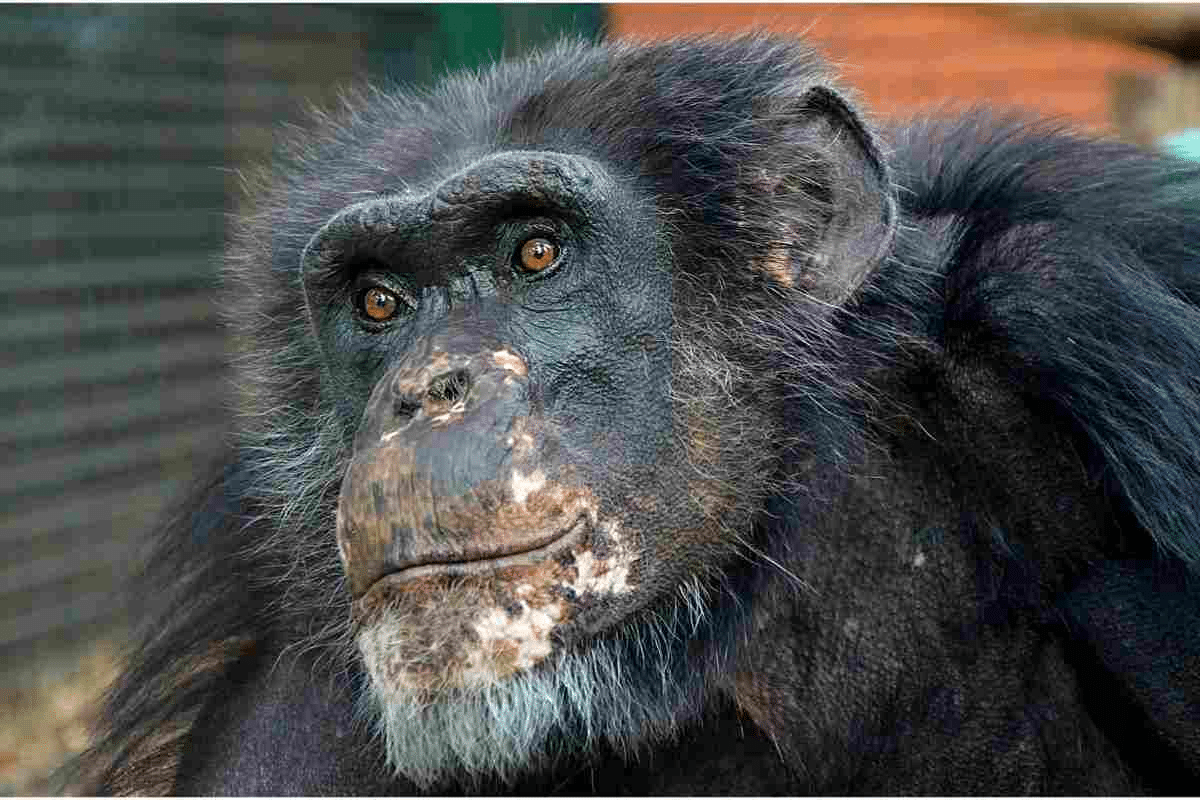Susy scimpanzé, addio alla pacificatrice del bioparco