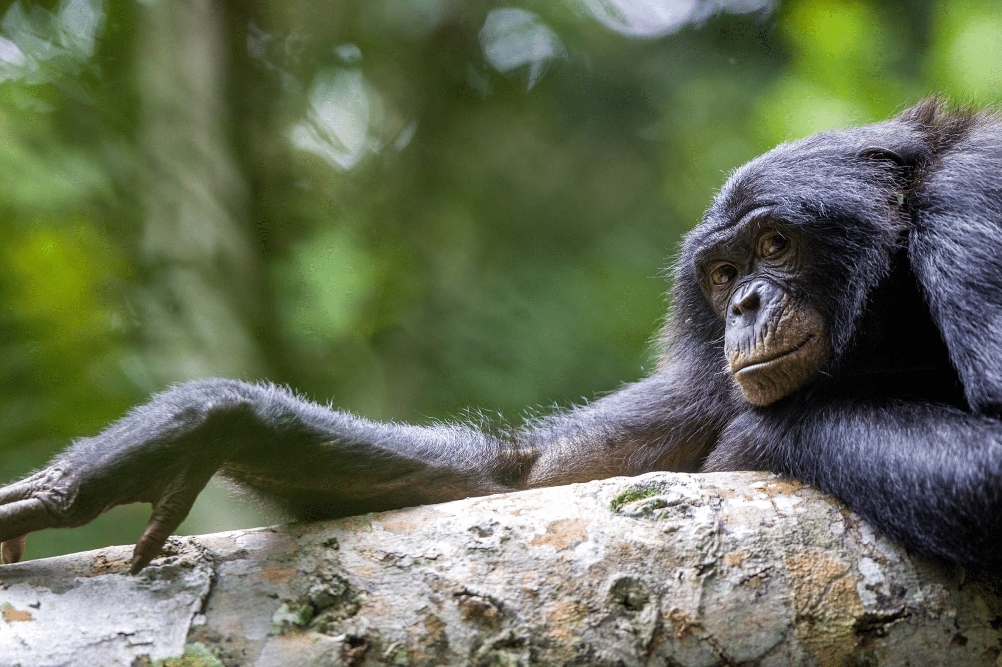Susy scimpanzé, addio alla pacificatrice del bioparco