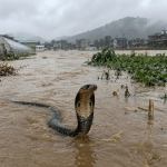 Quasi 900 serpenti fuggono dall’allevamento: tra loro ci sono cobra