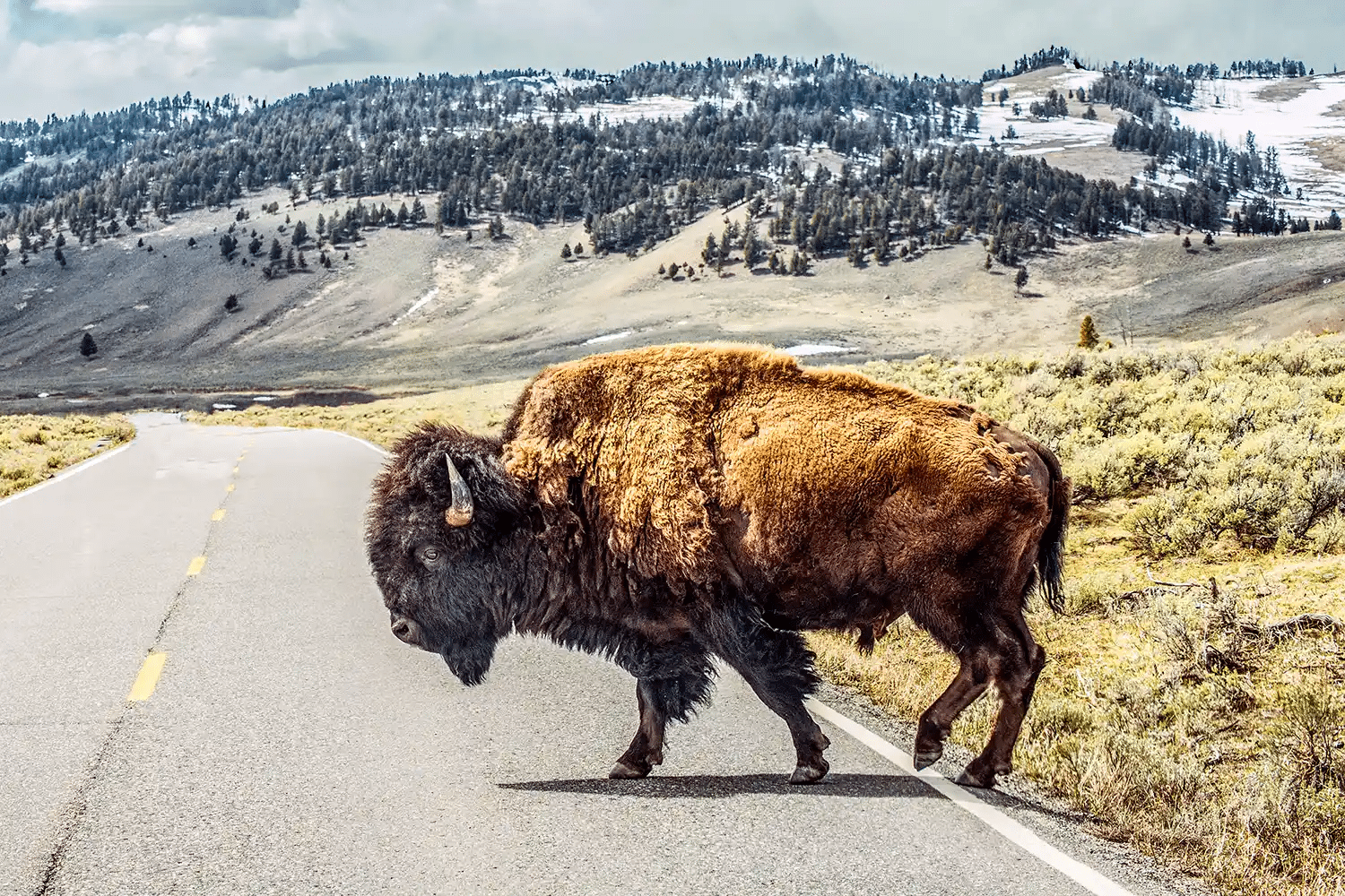 Bisonte carica un uomo a yellowstone e lo scaraventa in aria %bisonte carica un uomo a yellowstone e lo scaraventa in ariacount(title)% Bisonte carica un uomo a yellowstone, l'animale reagisce in modo feroce (video)