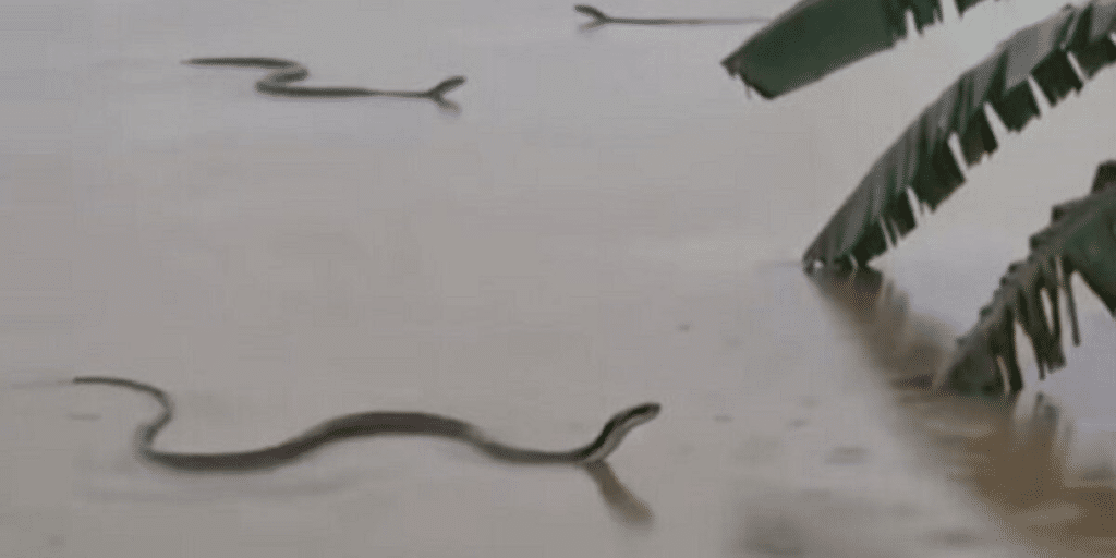 Quasi 900 serpenti fuggono dall’allevamento: tra loro ci sono cobra %quasi 900 serpenti fuggono dall’allevamento: tra loro ci sono cobracount(title)% Centinaia di serpenti scappano dall’allevamento: gli abitanti hanno paura di uscire