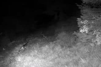 Lupo vicino a un pascolo montano controllato con dissuasori acustici e luminosi