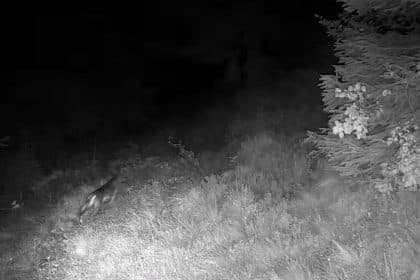 Lupo vicino a un pascolo montano controllato con dissuasori acustici e luminosi