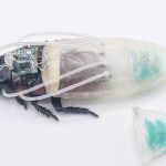 Gli scarafaggi cyborg vanno sott’acqua, ma per salvare vite