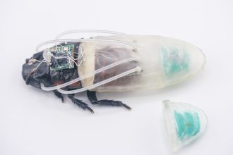 Scarafaggio cyborg con modulo tecnologico per movimento controllato in ambienti estremi