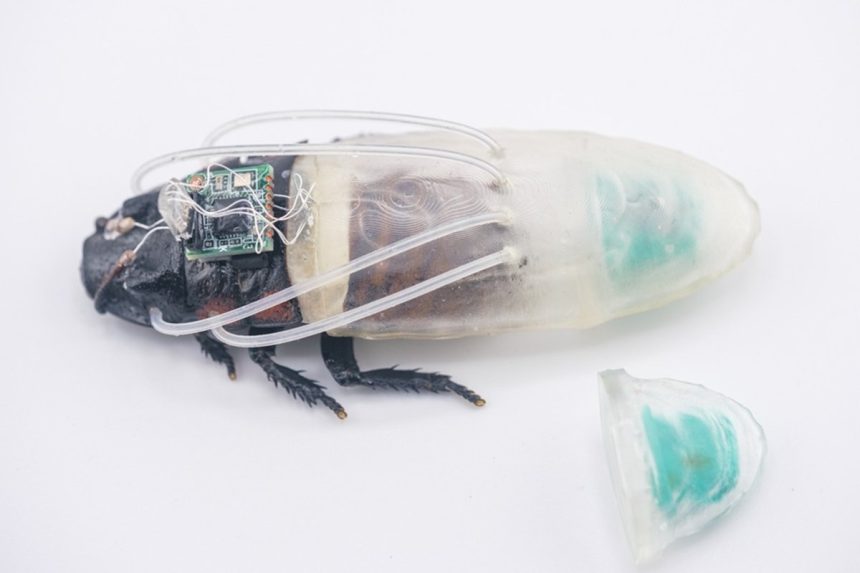 Scarafaggio cyborg con modulo tecnologico per movimento controllato in ambienti estremi