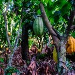 Il cacao avanza nelle foreste della liberia, ma rischia il mercato ue %il cacao avanza nelle foreste della liberia, ma rischia il mercato uecount(title)% Il cacao avanza nelle foreste della liberia, ma rischia il mercato ue