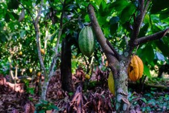 Giovane pianta di cacao coltivata vicino alla foresta tropicale nel sud-est della liberia