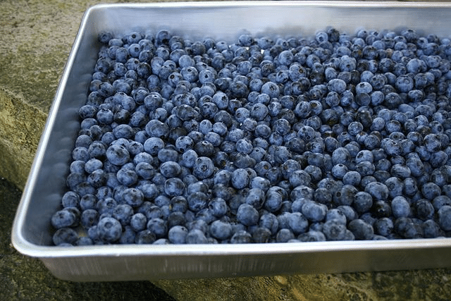 Mirtilli congelati ritirati per e. Coli: perché il freezer non basta %mirtilli congelati ritirati per e. Coli: perché il freezer non bastacount(title)% Mirtilli congelati ritirati per e. Coli: perché il freezer non basta