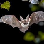Morso di pipistrello: cosa fare subito e rischio rabbia in italia %morso di pipistrello: cosa fare subito e rischio rabbia in italiacount(title)% Morso di pipistrello: cosa fare subito e rischio rabbia in italia