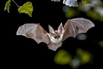 Pipistrello in volo associato al rischio di rabbia e alla profilassi post esposizione