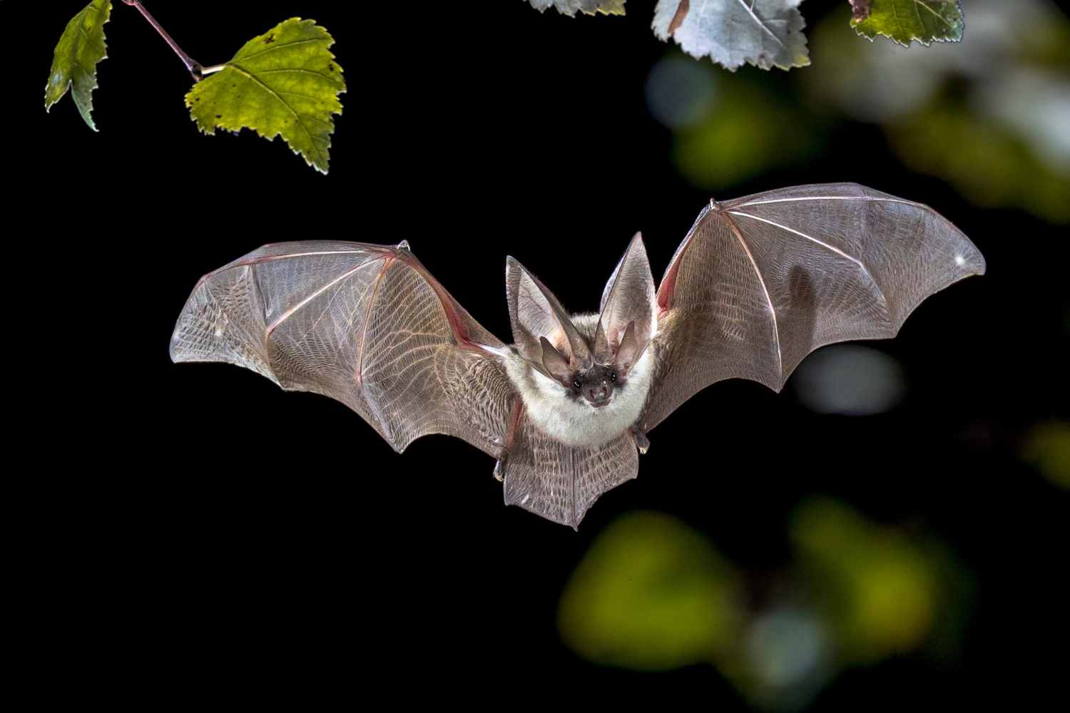 Pipistrello in volo associato al rischio di rabbia e alla profilassi post esposizione