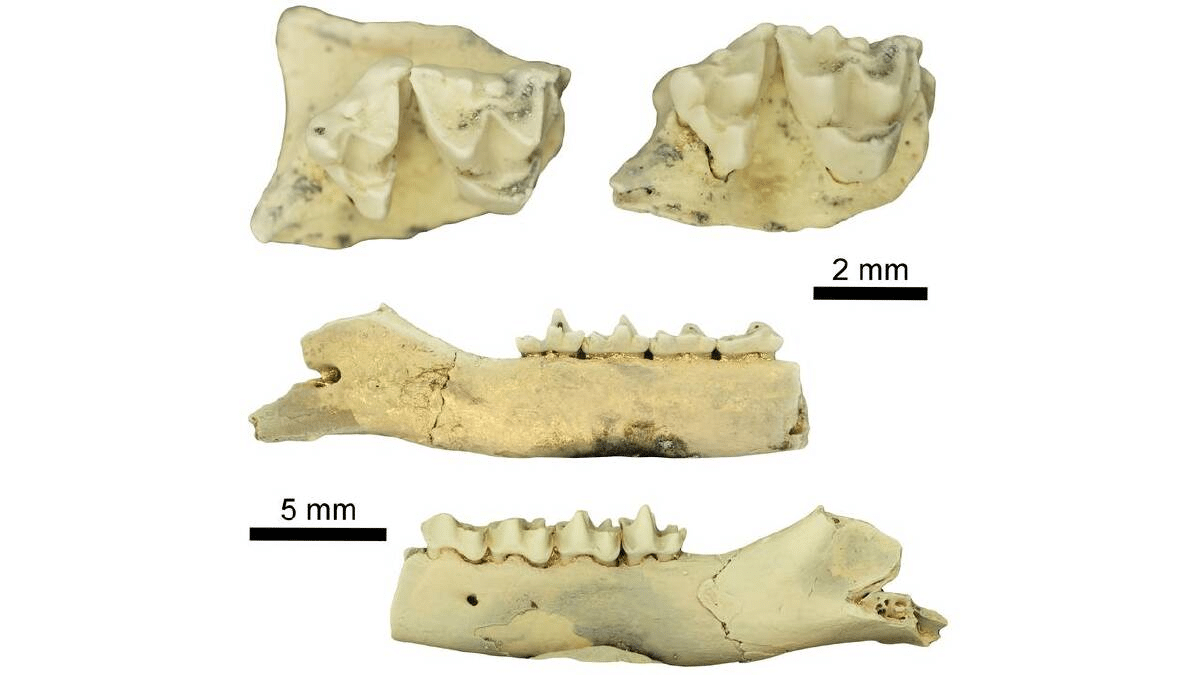 Scoperti marsupiali sconosciuti: bastavano pochi denti per trovarli