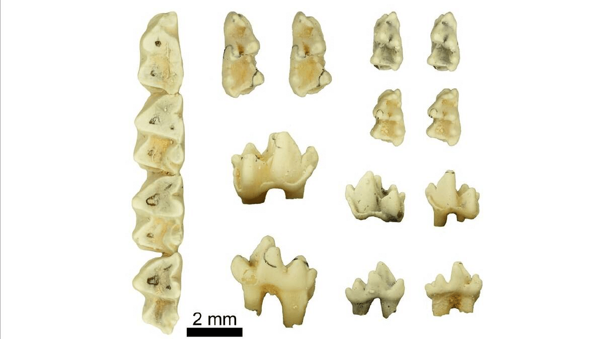 Scoperti marsupiali sconosciuti: bastavano pochi denti per trovarli
