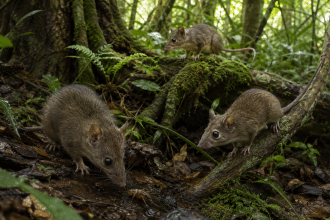 Scoperti marsupiali sconosciuti: bastavano pochi denti per trovarli