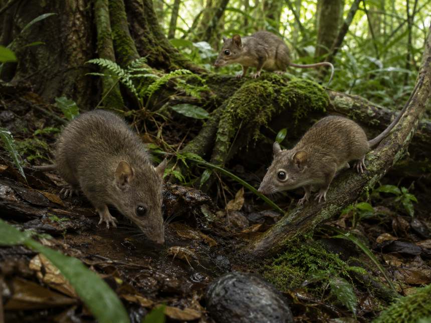 Scoperti marsupiali sconosciuti: bastavano pochi denti per trovarli
