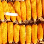Sicurezza alimentare in zambia: perché il raccolto non basta
