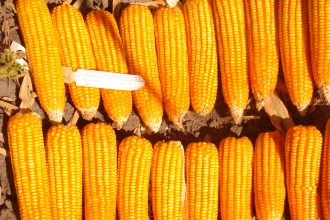 Campo di mais in zambia durante una stagione agricola con raccolto abbondante