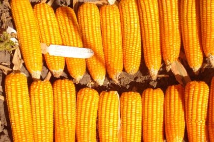 Campo di mais in zambia durante una stagione agricola con raccolto abbondante