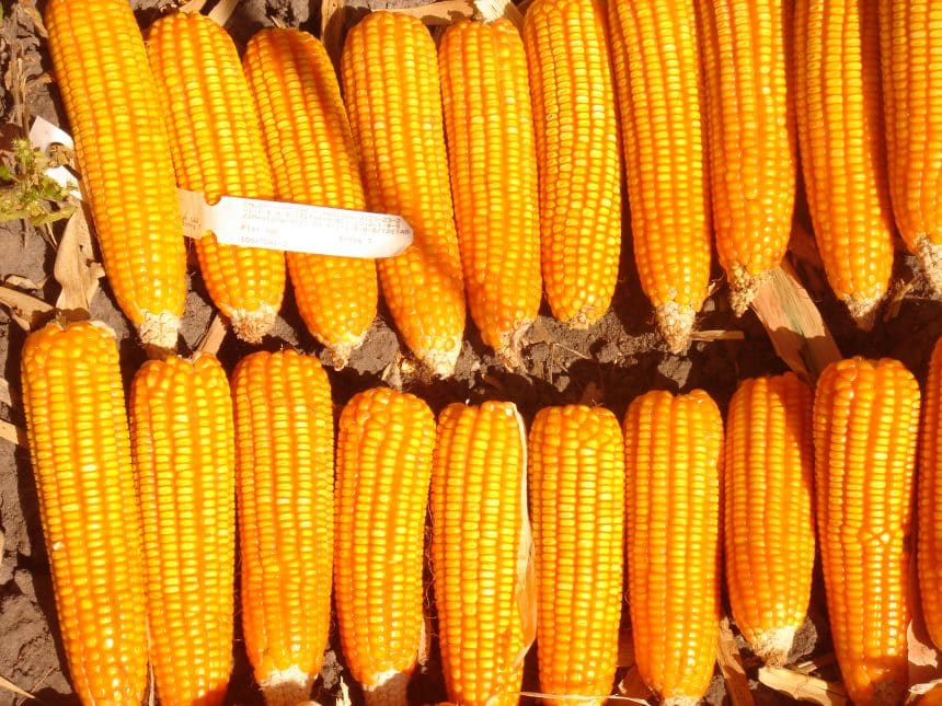 Campo di mais in zambia durante una stagione agricola con raccolto abbondante