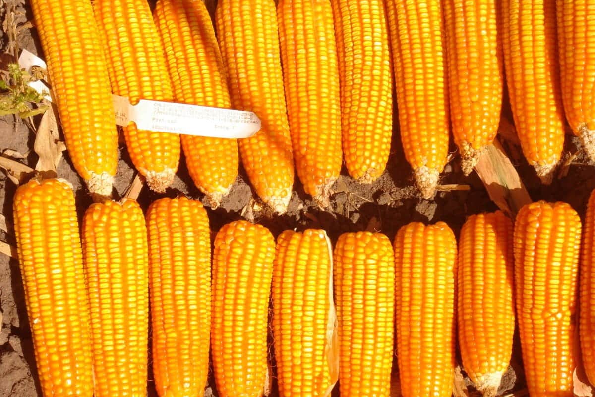 Sicurezza alimentare in zambia: perché il raccolto non basta %sicurezza alimentare in zambia: perché il raccolto non bastacount(title)% Sicurezza alimentare in zambia: perché il raccolto non basta