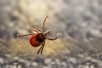 Sintomi di una puntura di zecca: non ignorare questa macchia, anche se non hai visto il parassita