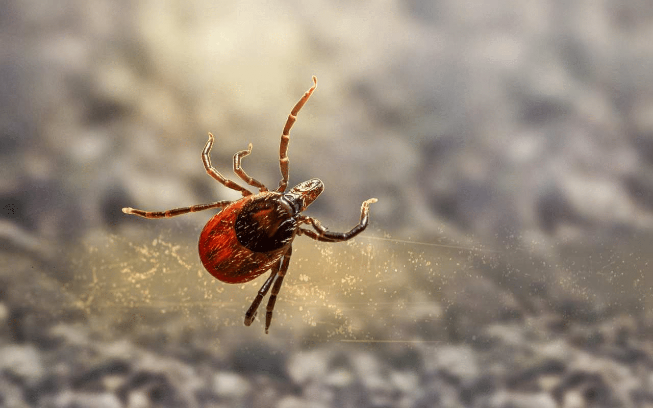 Sintomi di una puntura di zecca: non ignorare questa macchia, anche se non hai visto il parassita %sintomi di una puntura di zecca: non ignorare questa macchia, anche se non hai visto il parassitacount(title)% Sintomi di una puntura di zecca: non ignorare questa macchia, anche se non hai visto il parassita