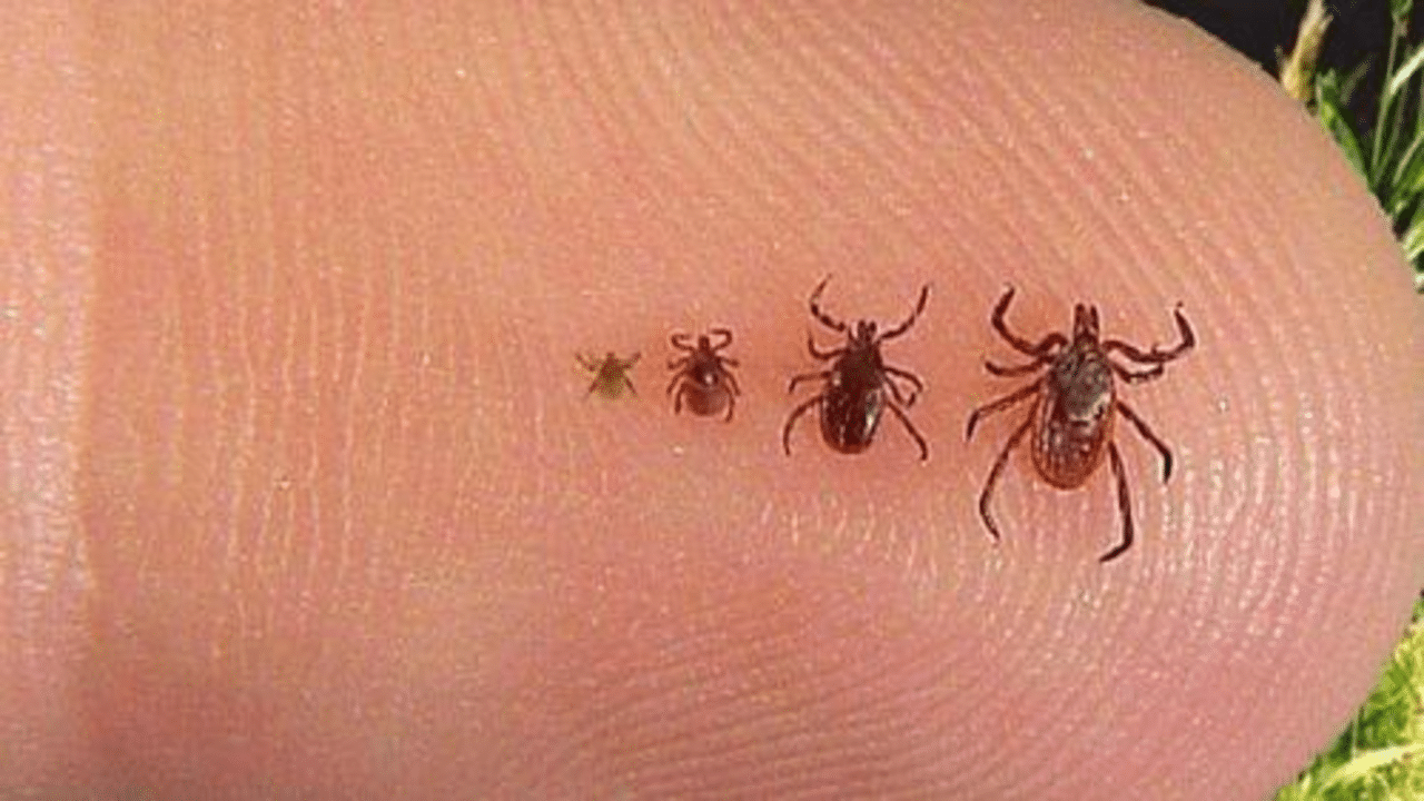 Sintomi di una puntura di zecca: non ignorare questa macchia, anche se non hai visto il parassita %sintomi di una puntura di zecca: non ignorare questa macchia, anche se non hai visto il parassitacount(title)% Sintomi di una puntura di zecca: non ignorare questa macchia, anche se non hai visto il parassita