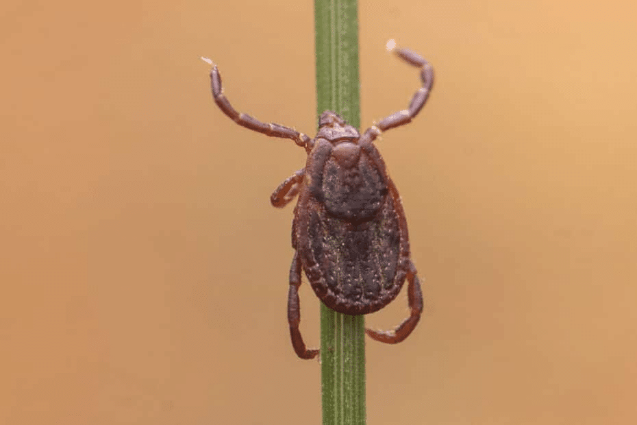 Sintomi di una puntura di zecca: non ignorare questa macchia, anche se non hai visto il parassita %sintomi di una puntura di zecca: non ignorare questa macchia, anche se non hai visto il parassitacount(title)% Sintomi di una puntura di zecca: non ignorare questa macchia, anche se non hai visto il parassita