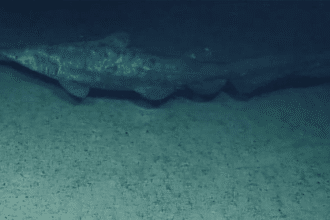 Squalo goblin filmato vivo negli abissi: perché conta