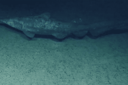 Squalo goblin filmato vivo negli abissi: perché conta