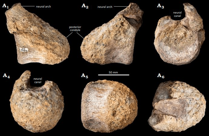 Titanosauro in antartide: perché cambia la storia dei dinosauri %titanosauro in antartide: perché cambia la storia dei dinosauricount(title)% Titanosauro in antartide: perché cambia la storia dei dinosauri