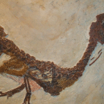 Titanosauro in antartide: perché cambia la storia dei dinosauri %titanosauro in antartide: perché cambia la storia dei dinosauricount(title)% Titanosauro in antartide: perché cambia la storia dei dinosauri
