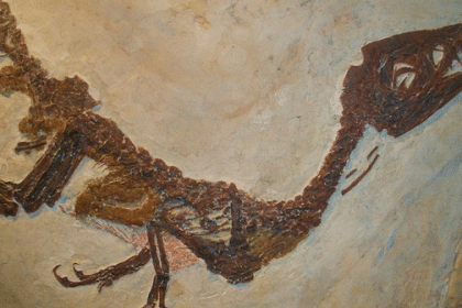 Titanosauro in antartide: perché cambia la storia dei dinosauri