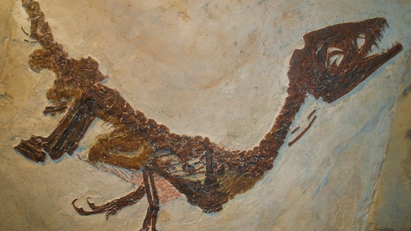 Titanosauro in antartide: perché cambia la storia dei dinosauri %titanosauro in antartide: perché cambia la storia dei dinosauricount(title)% Titanosauro in antartide: perché cambia la storia dei dinosauri