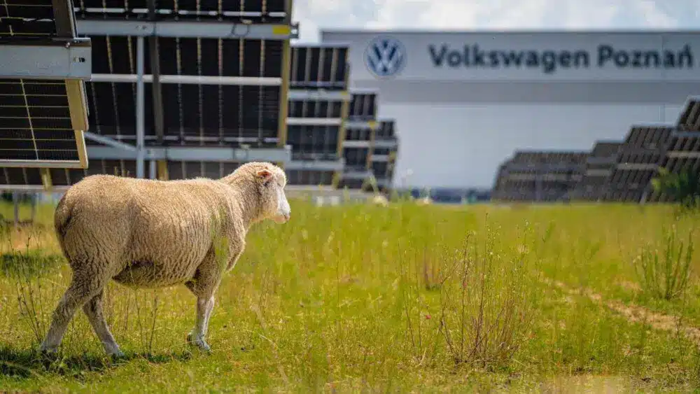 Volkswagen usa pecore tra i pannelli, ma non è solo green %volkswagen usa pecore tra i pannelli, ma non è solo greencount(title)% Volkswagen usa pecore tra i pannelli, ma non è solo green
