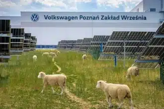 Pecore al pascolo tra pannelli solari in un impianto fotovoltaico industriale