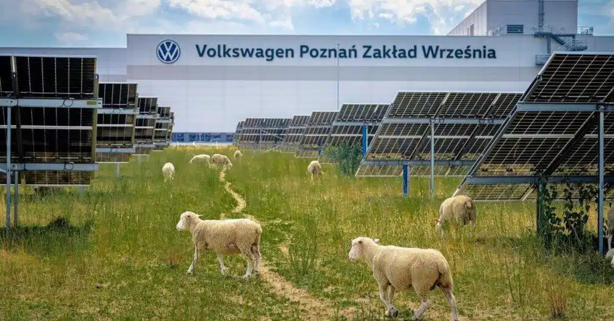 Volkswagen usa pecore tra i pannelli, ma non è solo green %volkswagen usa pecore tra i pannelli, ma non è solo greencount(title)% Volkswagen usa pecore tra i pannelli, ma non è solo green